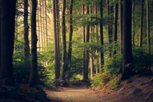 Everyman’s Right: What You’re Actually Allowed to Do in the Forest